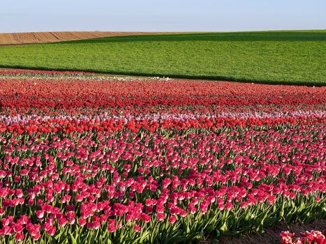 Field of beautiful blooming tulips for agriculture in Grevenbroich in Germany