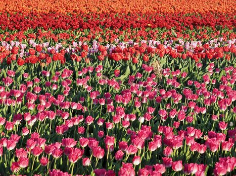 Field of beautiful blooming tulips for agriculture in Grevenbroich in Germany