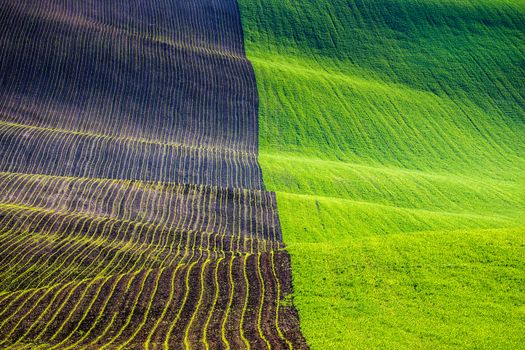 Rolling hills of green wheat fields. Amazing fairy minimalistic landscape with waves hills, rolling hills. Abstract nature background. South Moravia, Czech Republic