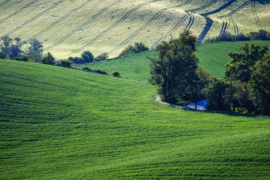 Rolling hills of green wheat fields. Amazing fairy minimalistic landscape with waves hills, rolling hills. Abstract nature background. South Moravia, Czech Republic