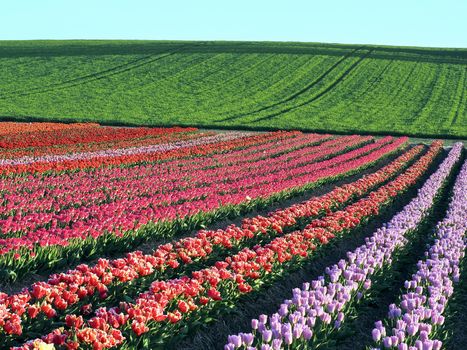Field of beautiful blooming tulips for agriculture