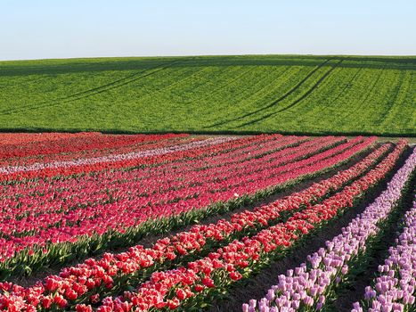 Field of beautiful blooming tulips for agriculture in Grevenbroich in Germany