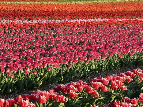 Field of beautiful blooming tulips for agriculture in Grevenbroich in Germany