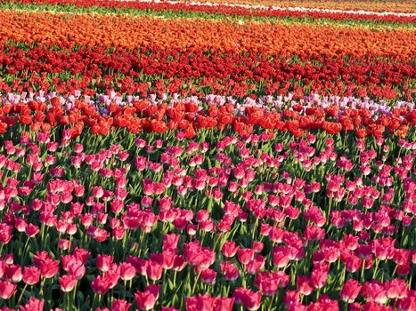 Field of beautiful blooming tulips for agriculture in Grevenbroich in Germany