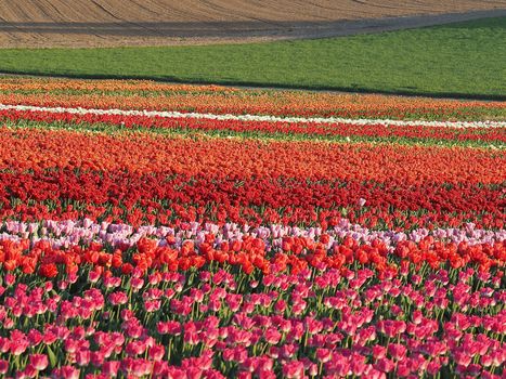 Field of beautiful blooming tulips for agriculture in Grevenbroich in Germany