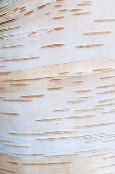 Bark pattern on Silver Birch tree