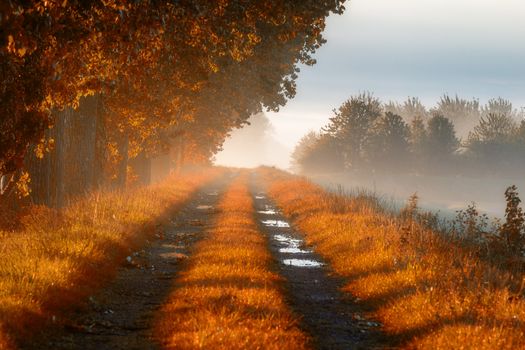 Forest road in the morning mist. Thick morning fog in the autumn forest. Thick morning fog in the forest at pond. Morning landscape in summer thick fog. Dense fog in the morning. Forest hiding in the fog