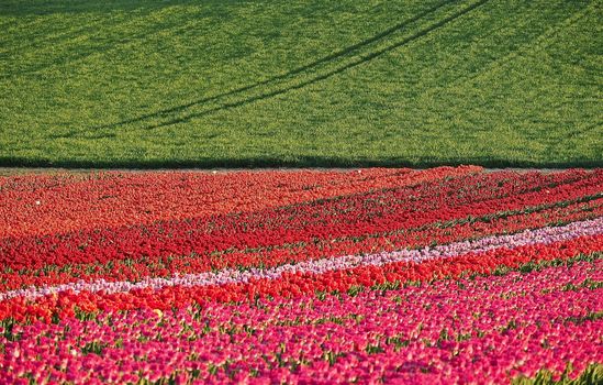 Field of beautiful blooming tulips for agriculture in Germany