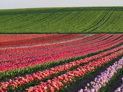 Field of beautiful blooming tulips for agriculture in Germany