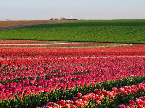 Field of beautiful blooming tulips for agriculture in Germany