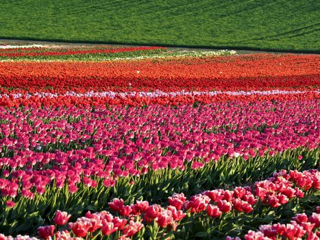 Field of beautiful blooming tulips for agriculture in Germany