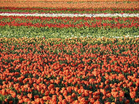 Field of beautiful blooming tulips for agriculture in Germany