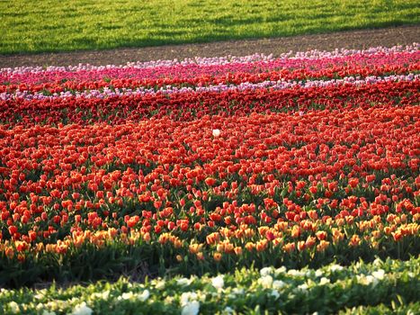 Field of beautiful blooming tulips for agriculture in Germany