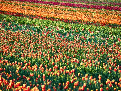 Field of beautiful blooming tulips for agriculture in Germany