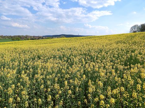 Yellow blooming rapeseed field on the Schneeberg in Aachen