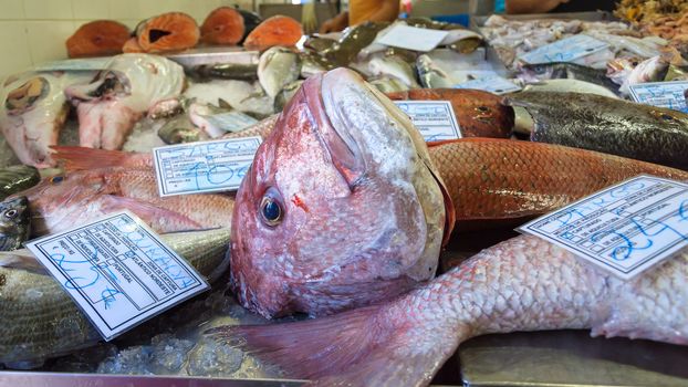 Various fresh fishes in portuguese fish market