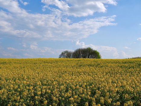 Yellow blooming rapeseed field on the Schneeberg in Aachen