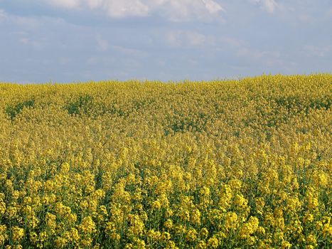 Yellow blooming rapeseed field on the Schneeberg in Aachen