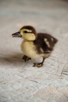 Mottled duckling Anas fulvigula on a blue background in Naples, Florida