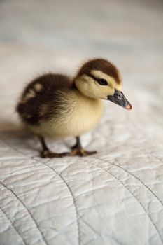 Curious Mottled duckling Anas fulvigula on a blue background in Naples, Florida