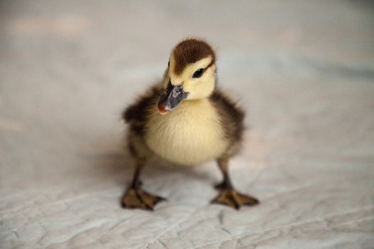Curious Mottled duckling Anas fulvigula on a blue background in Naples, Florida