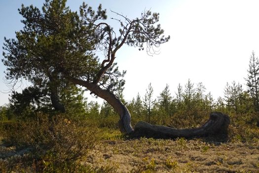 Fallen but surviving pine in the taiga. It's lying on the ground.