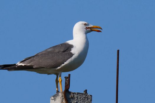 A seagull sits on top of a power line pole.