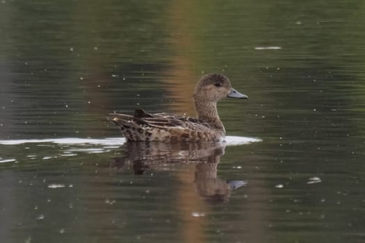 A gray duck in a lake swims. Duck on the surface of the water.