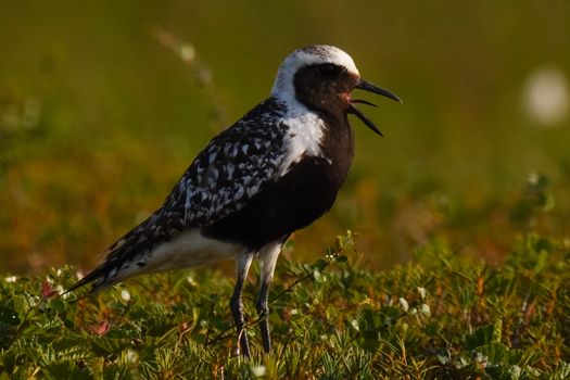 A black white bird in the summer in the tundra.