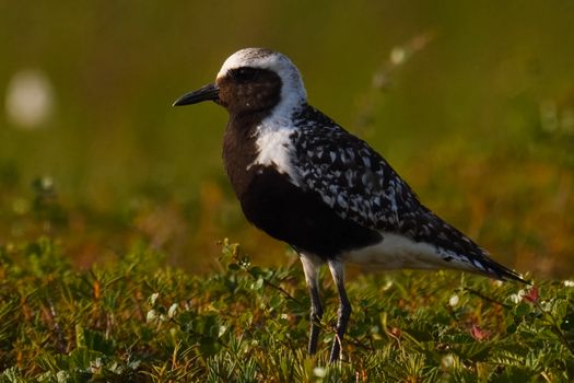 A black white bird in the summer in the tundra.