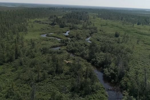 The eagle flies over the forest and the river. View of the eagle's flight from above.