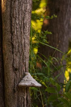 Large white mushroom attached to the bark of a tree trunk in the forest