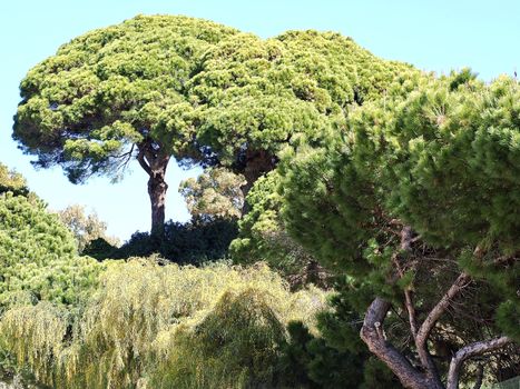 Big Pine trees-typical nature at the Algarve coast of Portugal