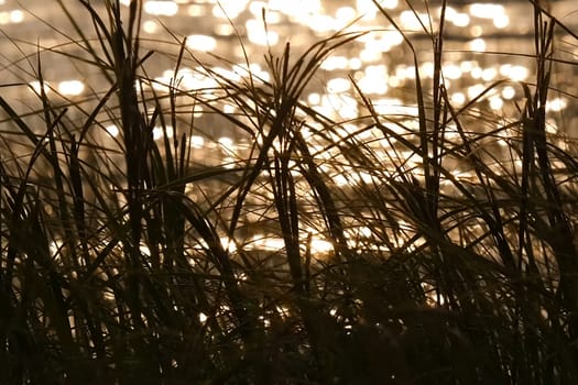 Orange is canaled over the water surface of the lake. Grass in the lake and the reflection of the sunset.