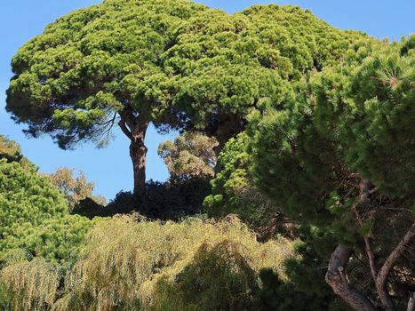 Big Pine trees-typical nature at the Algarve coast of Portugal