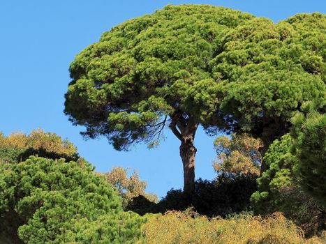 Big Pine trees-typical nature at the Algarve coast of Portugal