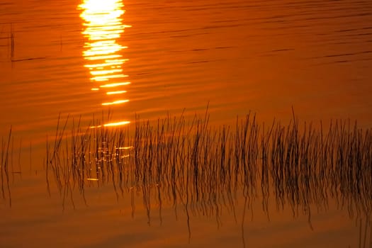 Orange is canaled over the water surface of the lake. Grass in the lake and the reflection of the sunset.