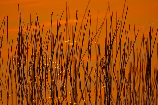 Orange is canaled over the water surface of the lake. Grass in the lake and the reflection of the sunset.