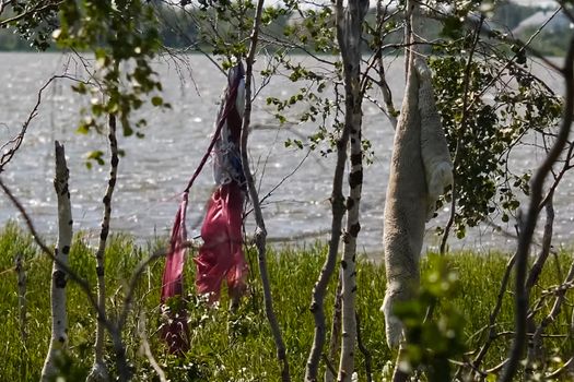 Rags and skins on birch trees. Tradition of reading perfume in the people of Khanta. Excellent spiritual forces and rituals.