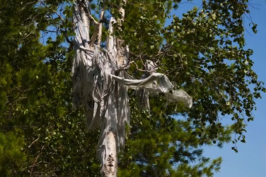 Rags and skins on birch trees. Tradition of reading perfume in the people of Khanta. Excellent spiritual forces and rituals.