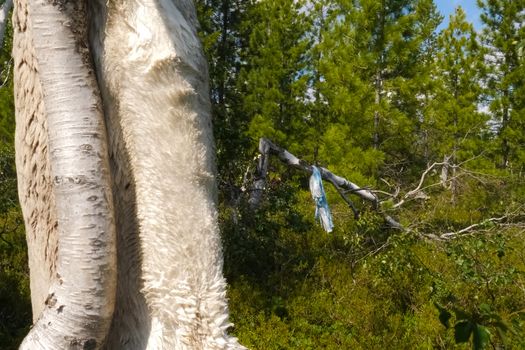 Rags and skins on birch trees. Tradition of reading perfume in the people of Khanta. Excellent spiritual forces and rituals.