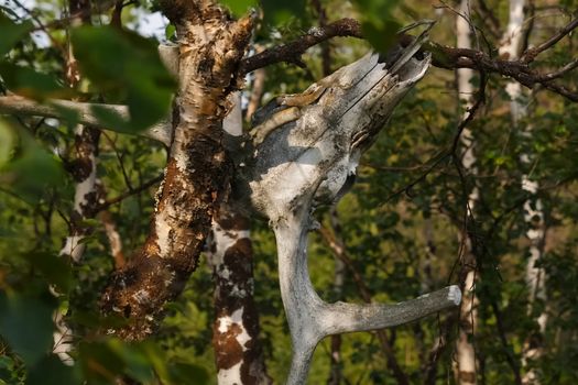 The skull of a reindeer on a tree. Traditional beliefs of the peoples of the north. The customs of the locals of the tundra.