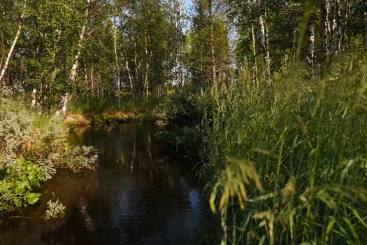 A small river in the middle of the forest. Vegetation on the banks of a small river.