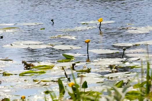 Water lilies on the surface of the lake. Vegetation of the reservoir