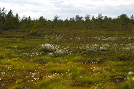 White flower brooms in the forest tundra. Vegetation in the tundra in summer.