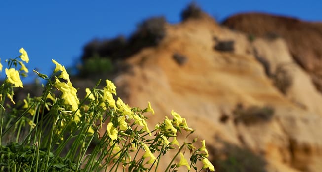 Yellow flowers in front of red cliffs