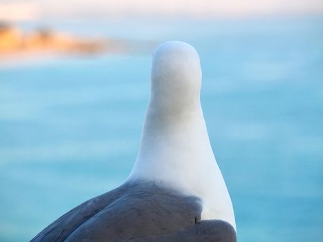 Single seagull in front of blue background