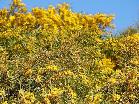 Yellow blooming mimosa bushes at the Algarve coast of Portugal