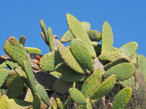 Prickly pear cactus with red figs isolated with blue sly