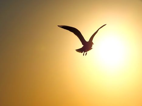 Single seagull flying into the sun
